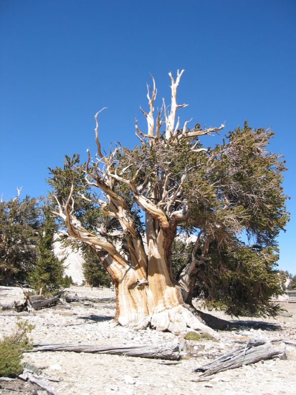 2003-09-20 White (55) Patriarch Grove